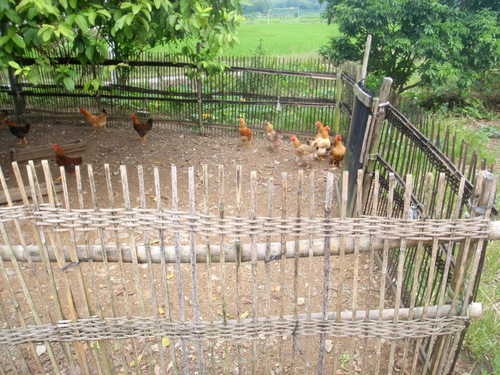Chickens.